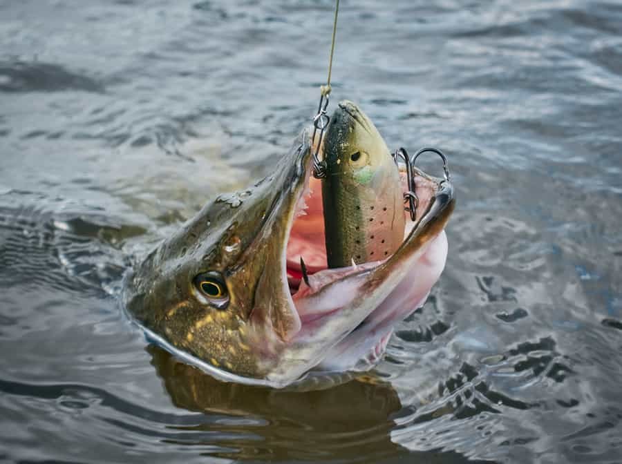 on s'en fish - brochet leurre on s'en fish - brochet leurre