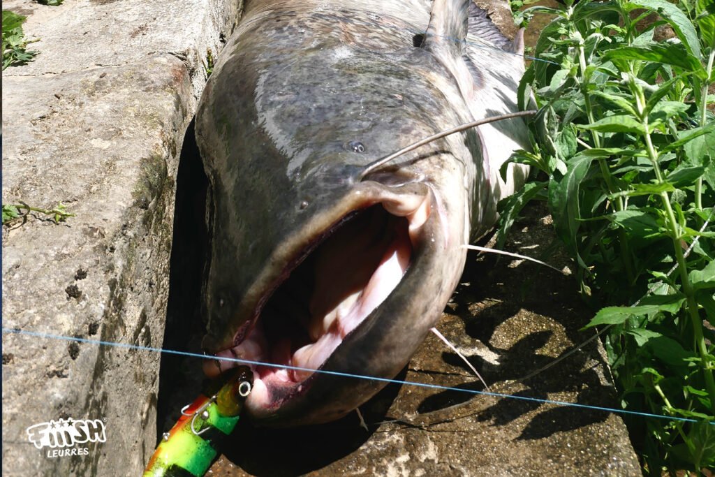 on s'en fish - silure on s'en fish - silure